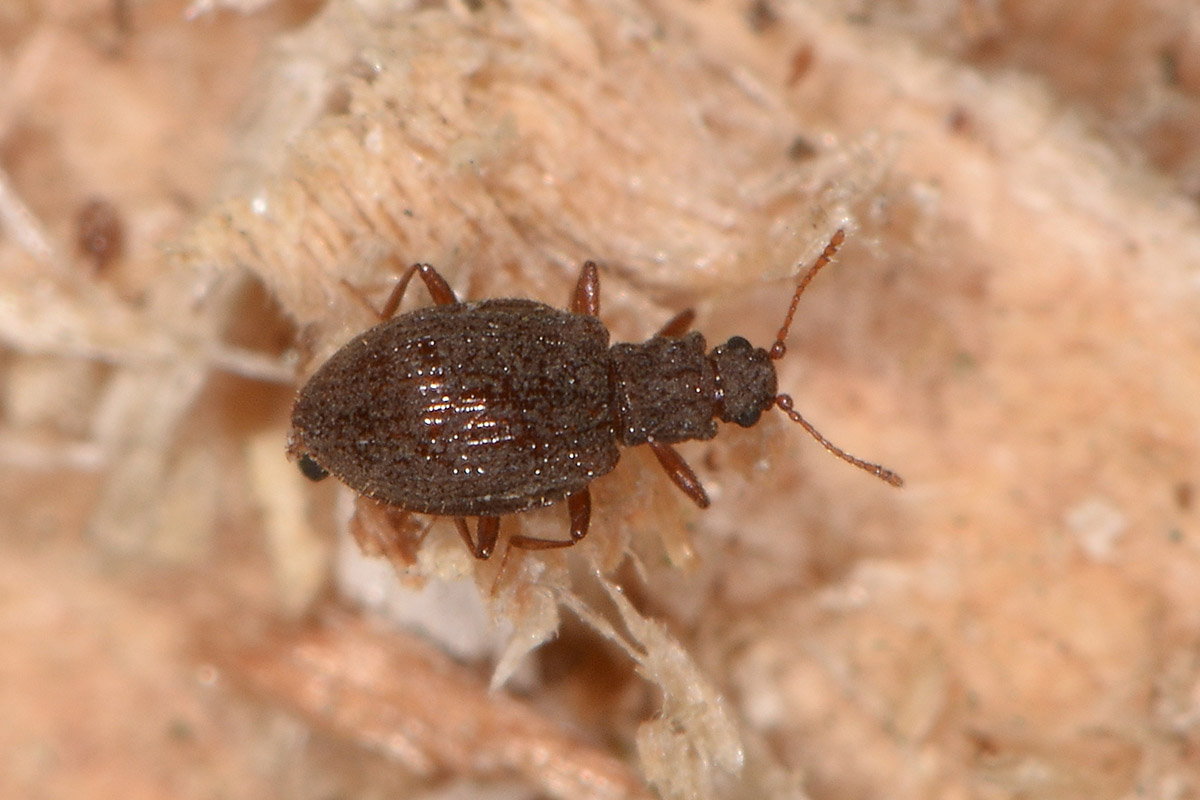 Latridiidae: Stephostethus sp?  S, S. angusticollis e Latridius minutus (cfr.)